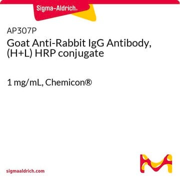 Goat Anti-Rabbit IgG Antibody, (H+L) HRP conjugate 1&#160;mg/mL, Chemicon&#174;