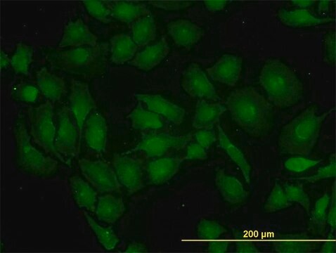 Monoclonal Anti-GLS antibody produced in mouse clone 5C4, purified immunoglobulin, buffered aqueous solution