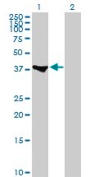 Anti-MEF2B antibody produced in rabbit purified immunoglobulin, buffered aqueous solution