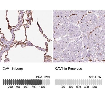 Anti-CAV1 antibody produced in rabbit Prestige Antibodies&#174; Powered by Atlas Antibodies, affinity isolated antibody, buffered aqueous glycerol solution