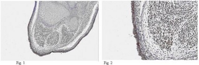 Anti-DLK1 Antibody from rabbit, purified by affinity chromatography