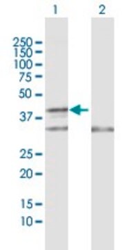 Anti-COX10 antibody produced in rabbit purified immunoglobulin, buffered aqueous solution