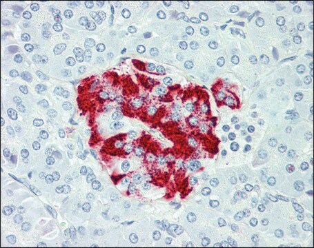 Anti-SLC7A2 antibody produced in rabbit affinity isolated antibody