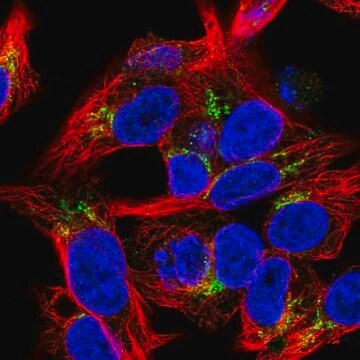 Anti-COL18A1 antibody produced in rabbit Prestige Antibodies&#174; Powered by Atlas Antibodies, affinity isolated antibody