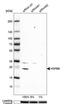 Anti-HSPB8 antibody produced in rabbit Prestige Antibodies&#174; Powered by Atlas Antibodies, affinity isolated antibody, buffered aqueous glycerol solution