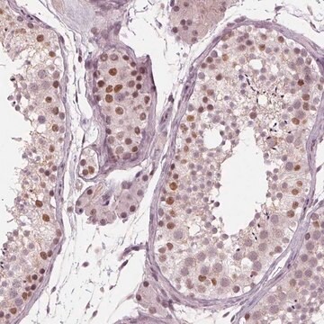 Anti-DNMT3L antibody produced in rabbit Prestige Antibodies&#174; Powered by Atlas Antibodies, affinity isolated antibody, buffered aqueous glycerol solution