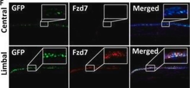 Anti-Frizzled-7 Antibody from rabbit, purified by affinity chromatography