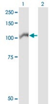 ANTI-ARHGEF1 antibody produced in mouse clone 2D2, purified immunoglobulin, buffered aqueous solution