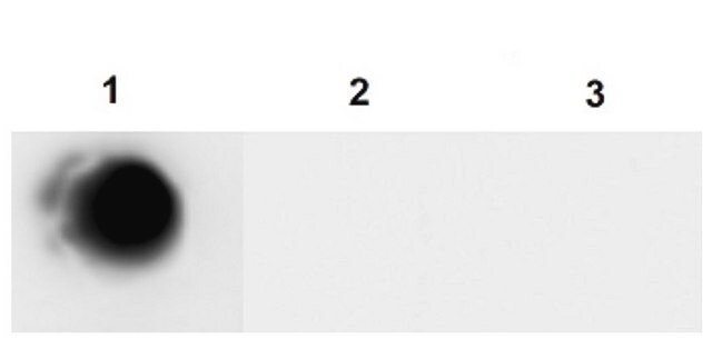 Anti-Adeno-associated virus 5 Antibody purified antibody, clone HL2476, from mouse