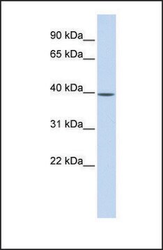 Anti-MAT2B, (N-terminal) antibody produced in rabbit affinity isolated antibody