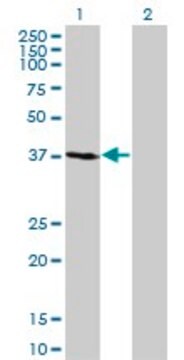 Monoclonal Anti-FBXO2 antibody produced in mouse clone 1G4, purified immunoglobulin, buffered aqueous solution