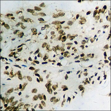 Anti-phospho-JAK2 (pTyr1007) antibody produced in rabbit affinity isolated antibody