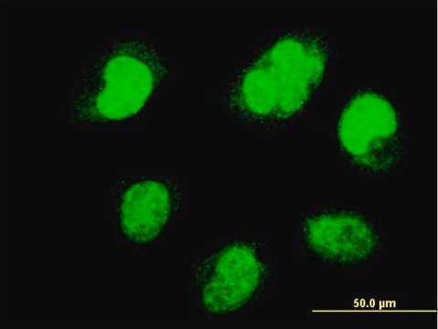 ANTI-PAX7 antibody produced in mouse clone 1G11, purified immunoglobulin, buffered aqueous solution