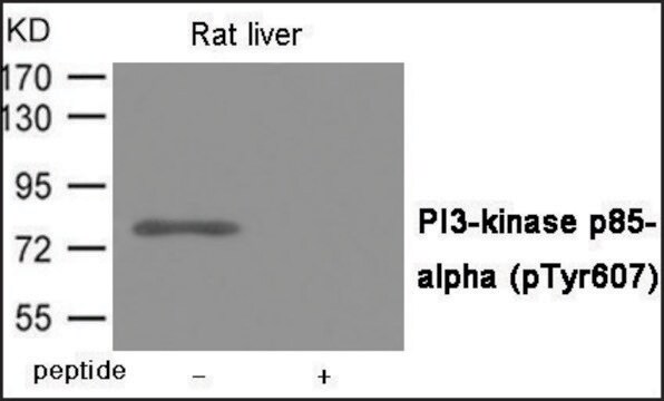 Anti-phospho-PI3-kinase p85-&#945; (pTyr607) antibody produced in rabbit affinity isolated antibody