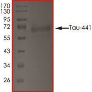 TAU-441, TTBK1-Phosphorylated recombinant