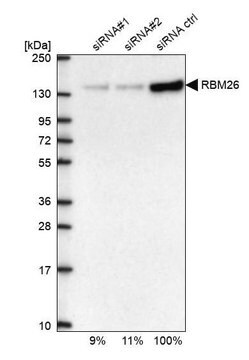 Anti-RBM26 antibody produced in rabbit Prestige Antibodies&#174; Powered by Atlas Antibodies, affinity isolated antibody, buffered aqueous glycerol solution