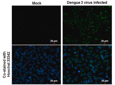 Monoclonal Anti-Dengue virus Envelope protein antibody produced in mouse clone GT214, affinity isolated antibody