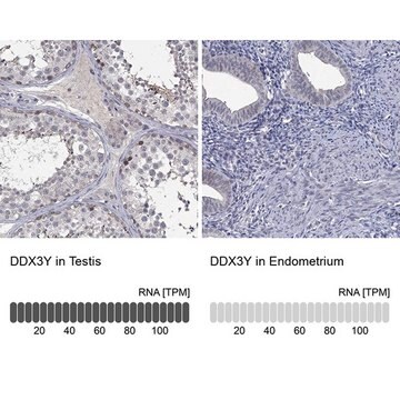 Anti-DDX3Y antibody produced in rabbit Prestige Antibodies&#174; Powered by Atlas Antibodies, affinity isolated antibody, buffered aqueous glycerol solution