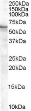 Anti-BAIAP2 (Isoform 2) antibody produced in goat affinity isolated antibody, buffered aqueous solution