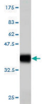 Monoclonal Anti-ADAM2 antibody produced in mouse clone 4A2, purified immunoglobulin, buffered aqueous solution