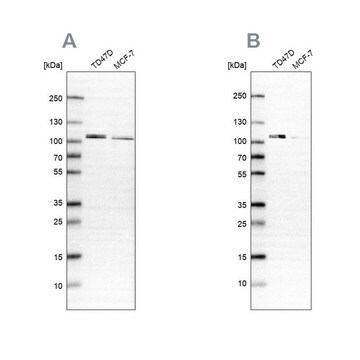 Anti-OSBP antibody produced in rabbit Prestige Antibodies&#174; Powered by Atlas Antibodies, affinity isolated antibody, buffered aqueous glycerol solution