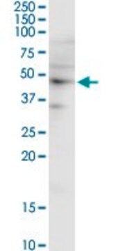 Monoclonal Anti-SH3GL1 antibody produced in mouse clone 2B5, purified immunoglobulin, buffered aqueous solution