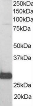 Anti-RANBP1 antibody produced in goat affinity isolated antibody, buffered aqueous solution