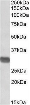 Anti-Prim1 (C-terminal) antibody produced in goat affinity isolated antibody, buffered aqueous solution