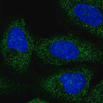 Anti-BRAP antibody produced in rabbit Prestige Antibodies&#174; Powered by Atlas Antibodies, affinity isolated antibody