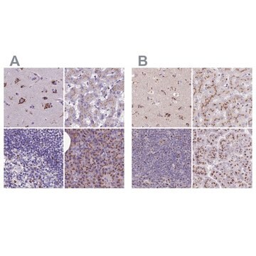 Anti-CASC4 antibody produced in rabbit Prestige Antibodies&#174; Powered by Atlas Antibodies, affinity isolated antibody, buffered aqueous glycerol solution