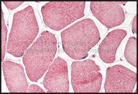 Anti-NRF1 (ab1) antibody produced in rabbit affinity isolated antibody