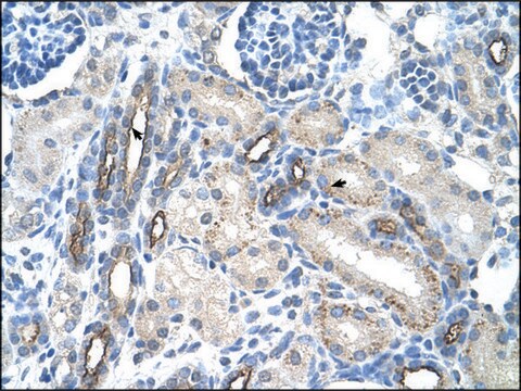 Anti-MUC1 (AB2) antibody produced in rabbit IgG fraction of antiserum