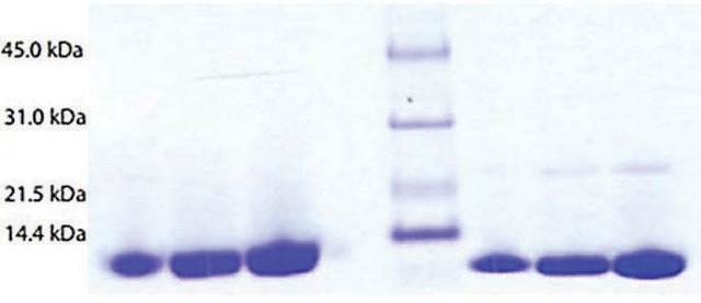 Lactalbumin from human milk &#8805;95% (SDS-PAGE)