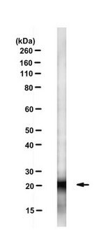 Anti-Cdc42 Antibody, clone 28-10 clone 28-10, from mouse