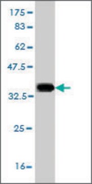 Monoclonal Anti-SLC6A19 antibody produced in mouse clone 4F11, purified immunoglobulin, buffered aqueous solution