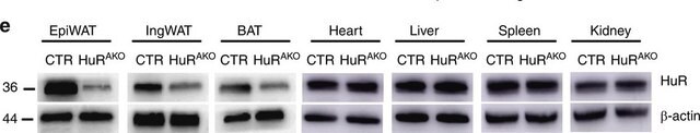 Anti-HuR Antibody Upstate&#174;, from rabbit