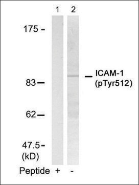 Anti-phospho-ICAM1 (pTyr512) antibody produced in rabbit affinity isolated antibody