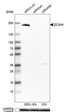 Anti-ZC3H4 antibody produced in rabbit Prestige Antibodies&#174; Powered by Atlas Antibodies, affinity isolated antibody, buffered aqueous glycerol solution