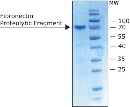 Fibronectin Proteolytic Fragment from human plasma lyophilized powder, 70 kDa