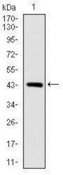 Monoclonal Anti-SOX9 antibody produced in mouse clone 1B11, purified immunoglobulin, buffered aqueous solution