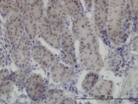 Monoclonal Anti-RUNX1 antibody produced in mouse clone 2C10, purified immunoglobulin, buffered aqueous solution