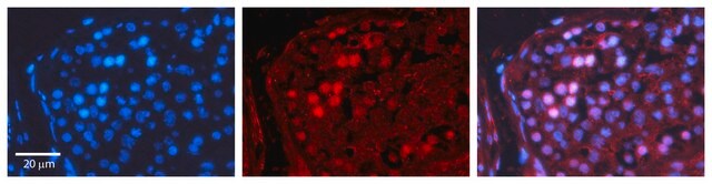 Anti-CREB1 antibody produced in rabbit IgG fraction of antiserum