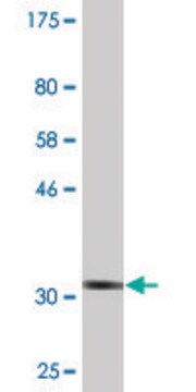 Monoclonal Anti-ZNF266 antibody produced in mouse clone 1B9, purified immunoglobulin, buffered aqueous solution