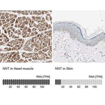 Anti-NNT antibody produced in rabbit Prestige Antibodies&#174; Powered by Atlas Antibodies, affinity isolated antibody, buffered aqueous glycerol solution