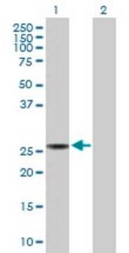 Anti-SPR antibody produced in rabbit purified immunoglobulin, buffered aqueous solution