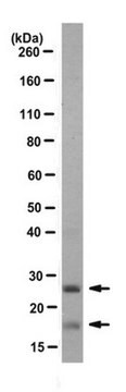 Anti-CLEC9A Antibody, clone 10B4 clone 10B4, from rat