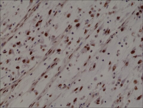 Anti-MyoD1 antibody, Rabbit monoclonal recombinant, expressed in HEK 293 cells, clone RM369, purified immunoglobulin