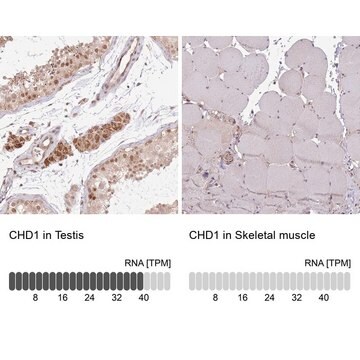 Anti-CHD1 antibody produced in rabbit Prestige Antibodies&#174; Powered by Atlas Antibodies, affinity isolated antibody, buffered aqueous glycerol solution