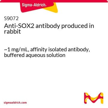 Anti-SOX2 antibody produced in rabbit ~1&#160;mg/mL, affinity isolated antibody, buffered aqueous solution