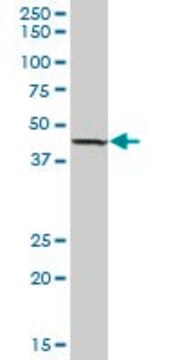 Anti-LIPA antibody produced in mouse purified immunoglobulin, buffered aqueous solution